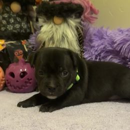 Green Boy - Brindle and white male Staffordshire Bull Terrier puppy in Phoenix, Arizona from Volstock Staffordshire Bull Terriers