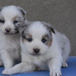 Australian Shepherd Puppies from 10-BAR-Y RANCH