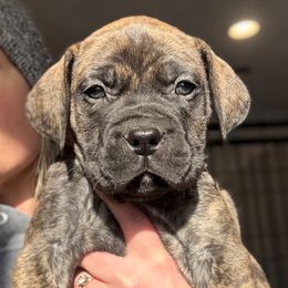 Dark Green Collar - Brindle male Boerboel puppy in Manitowoc, Wisconsin from Mae Boerboel