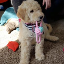 Double Doodles and Goldendoodles from Remi’s DoubleDoodles