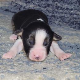 Scoria - Black tri female Miniature Australian Shepherd puppy in Sunbury, Pennsylvania from Elemental Mini Aussies