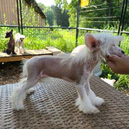 Chinese Crested and Rottweiler Puppies from Long Rotts & Long Haul Cresteds