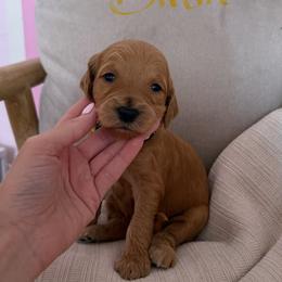 Goldendoodle Puppies from Felicia Ferkin