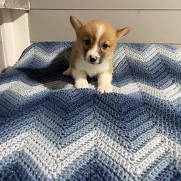 Little Beaver - Red female Pembroke Welsh Corgi puppy in Canton, Texas from Circle M Corgis