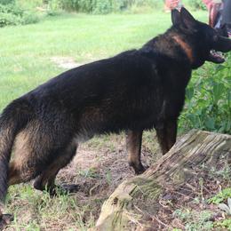 Fatzke  DDR East German - German Shepherd