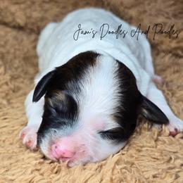 Peony - Black white and tan female Cockapoo puppy in Cleveland, Georgia from Jam's Doodles And Poodles