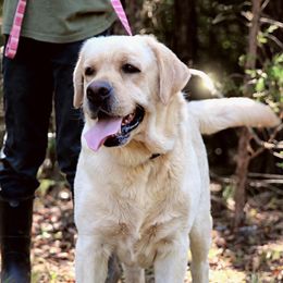 Buzz - Labrador Retriever