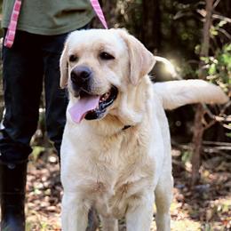 Buzz - Labrador Retriever
