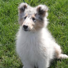 Collies from Travler Collies