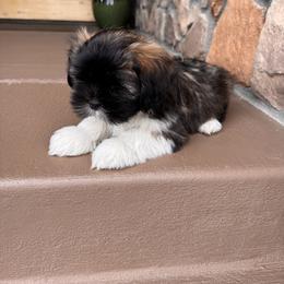 Lhasa Apso Puppies from Michelle Dark