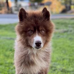 Bishop - Red and white male Siberian Husky puppy in London, Ohio from Rose Trail Siberian’s