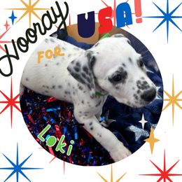 AKC LUA First Pick - White and black male Dalmatian puppy in Euless, Texas from 101 Dew Dream Valley Dalmatians