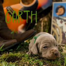 Garth - Silver gray male Weimaraner puppy in Talking Rock, Georgia from North Georgia Weims