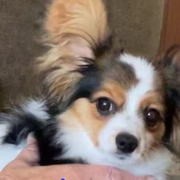 Papillons from Disyre Papillons