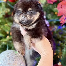 Sabrina - Black and tan female Pomeranian puppy in Kilgore, Texas from 5 Star Poms