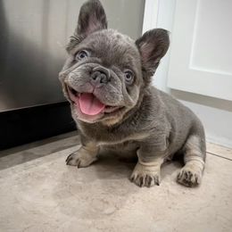 T-Bone - Tricolors male French Bulldog puppy in San Diego, California from Hlop Frenchies LLC