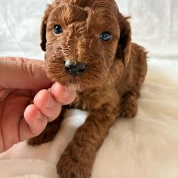 Tigger - Red male Cockapoo puppy in Adrian, Oregon from ApplebyFarm