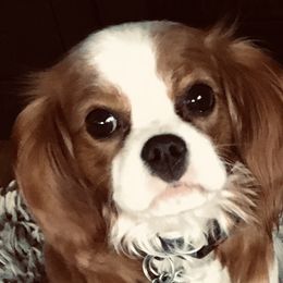 Cavalier King Charles Spaniels, Cocker Spaniels, and Yorkshire Terriers from Diane's Pups