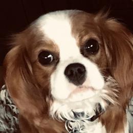 Cavalier King Charles Spaniels, Cocker Spaniels, and Yorkshire Terriers from Diane's Pups