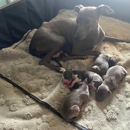 Italian Greyhound Puppies from Fisher Link