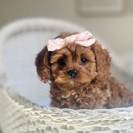 Cavalier King Charles Spaniel and Cavapoo Puppies from Adore Puppies