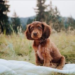 Lucy - Sable female Cockapoo puppy in Missoula, Montana from Big Sky Cockapoos