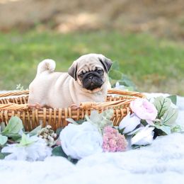 Pug Puppies from Malta Pugs