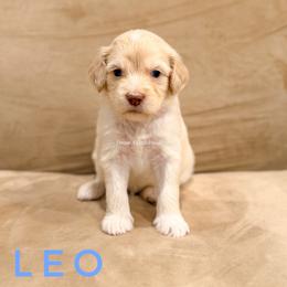 Leo - Cream male Goldendoodle puppy in Dallas County, Texas from Dream A Little Doodle