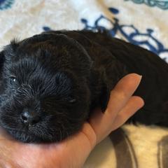 Salem - Black and white Shichon puppy in Grand Rapids, Michigan from Great Lakes Teddy Bear Dogs