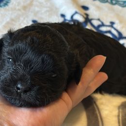 Salem - Black and white Shichon puppy in Grand Rapids, Michigan from Great Lakes Teddy Bear Dogs
