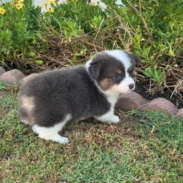 Milo - Blue male Pembroke Welsh Corgi puppy in Santa Ana, California from Tran's CorgiLand