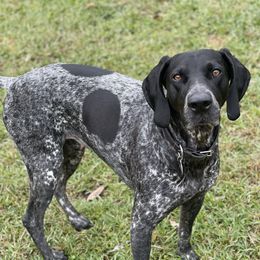 Luna - German Shorthaired Pointer