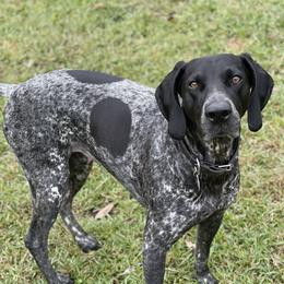 Luna - German Shorthaired Pointer