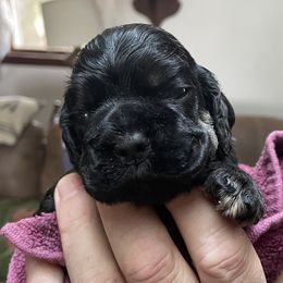 Cocker Spaniel Puppies from Lehi Cockers