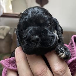 Cocker Spaniel Puppies from Lehi Cockers