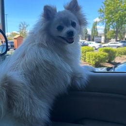 Blonde - Pomeranian