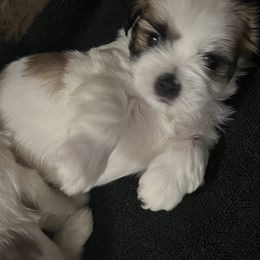 Lhasa Apso Puppies from Mediano AKC Puppies