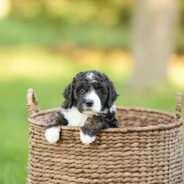 Oak - Tri-color male Bernedoodle puppy in Delta, Pennsylvania from KEE Bernedoodles