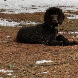 Goldendoodle and Poodle All Grown Up from Stelladoodles & Company