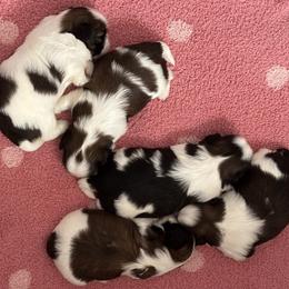 Boy 3 - male Shih Tzu puppy in Centralia, Washington from FRUFFLES SHIH TZUS
