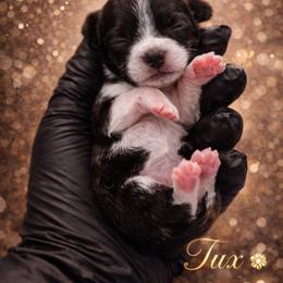 Tux - Black & white male Maltipoo puppy in Tuscola, Illinois from Dream on puppies