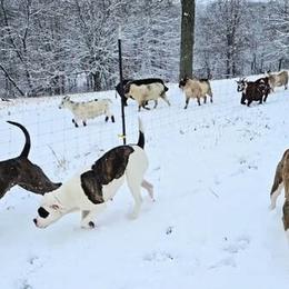 Alapaha Blue Blood Bulldogs from F. F. Fox’SFarm of ALAPAHA BLUE BLOOD BULLDOGS