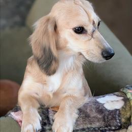 Freya - Dachshund