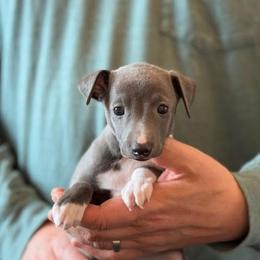 Boy 1 - Blue male Italian Greyhound puppy in Sugar Valley, Georgia from Pinnacle Farm and Kennel