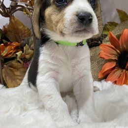 Beagle and Cavalier King Charles Spaniel Puppies from Beagles and Beyond, LLC