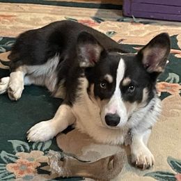 American Corgis and Pembroke Welsh Corgis from M & R Corgis North Texas