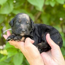 Diana - Phantom female Bernedoodle puppy in Bellville, Ohio from Bernedoodle Buddies
