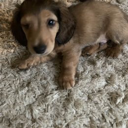 Dachshund Puppies from Sugar Creek Mini Doxies