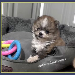 Boy 3 - Pomeranian puppy from SouthernHearts Poms