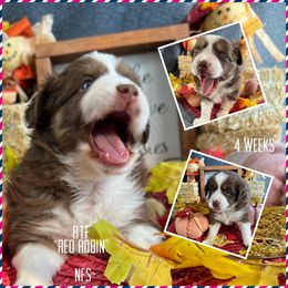 Girl 2 - Red tri Miniature Australian Shepherd puppy in Woodlake, California from For the Love of Aussie